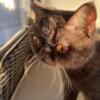 No longer Available! CFA Registered Young Exotic Shorthair Persian Female