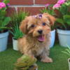 YorkshireTerriers puppy for sell