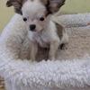 Male brindle and white long haired Chihuahua puppy