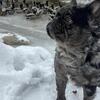 Fluffy Merle French bulldog