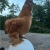 Rooster Silkie pets