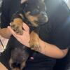 Akc/ckc puppies