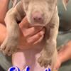 American Blue Nose Pitbull Puppies