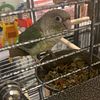 Green cheek conure