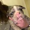 AKC registered French Bulldog Puppies