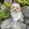 Teacup Malti-Poo male puppy, Parti, - BUGATTI