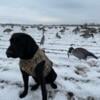 Hunting Black Lab For Sale