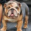 Akc Blue tri male English bulldog for stud only