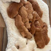 Pedigree AKC Golden Retriever Puppies for Sale!!