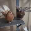 Fantail 