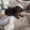 Min Dachshund Female 5 weeks old