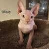 Sphynx kittens / sphynx kitties