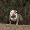 Champion Shotta now open for stud! Lilac tri EB