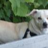 mix breed dog needs home