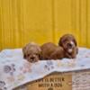 Cute Cavapoo Puppies Available