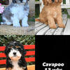 Cavapoo new litter!