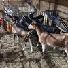 Boer alpine and Nigerians available