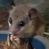 African Pygmy Dormice, Flying Squirrels