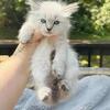 Ragdoll x Siamese kittens (Ragamese)