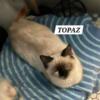 Sensational Seal Point Siamese 