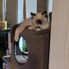 Ragdoll Kitten/TICA Registered