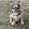 French bulldogs looking for new home