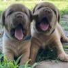 Dogue De Bordeaux, Turner and Hooch, AKC, Puppies available from Amazing Grace Bordeaux