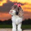 Australian Goldendoodles