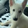 Male white German shepherd puppy