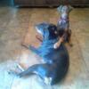 Doberman AKC REGISTERED