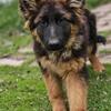 Long hair German Shepherd female Puppy