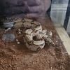 Guyana red tail boa constrictor (for sale)