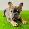 AKC French Bulldog Puppies