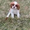 Cavalier puppy