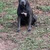 Female Corso/Pit 11 Months