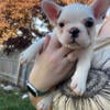 AKC piebald French Bulldog puppy