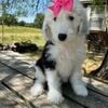 F1 Sheepadoodle Puppies