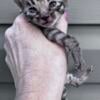 Silver Female Bengal Kitten