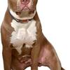 XL American BULLIES ABKC REGISTERED