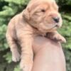 AKC Golden Retriever puppies born May 18