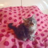 BEAUTIFUL EUROPEAN MAINE COON KITTENS-SVETLANA'S LITTLE DARLINGS