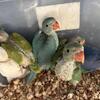 Baby Indian Ringneck Parakeet