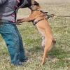 Belgian Malinois at stud
