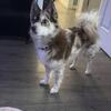 Pomsky AKC