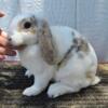 Pedigreed Mini Plush Lop Does