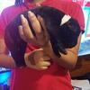 Cane Corso puppies for sale 