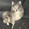 Fixed Spayed AKC BLUE MERLE Light Eyes DNA Tested Pomeranian Silver Fox Face