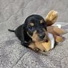 Wirehair dachshund, male, registered