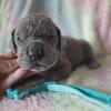 Akc great danes 