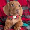 Akc 11 week old male dachshund